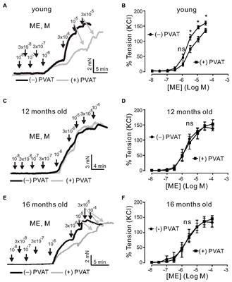 Aging Affects KV7 Channels and Perivascular Adipose Tissue-Mediated Vascular Tone